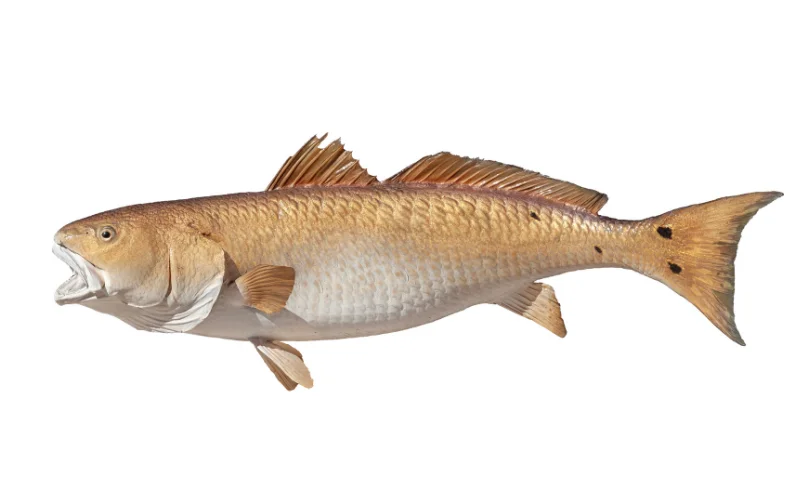 Redfish