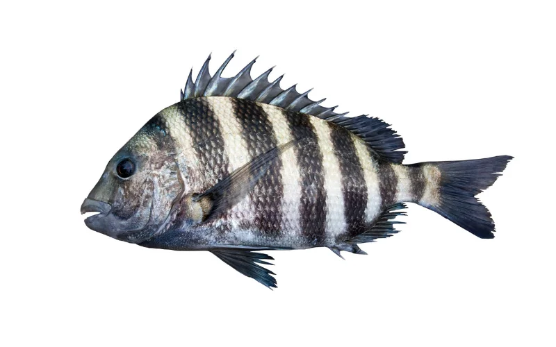 Sheepshead
