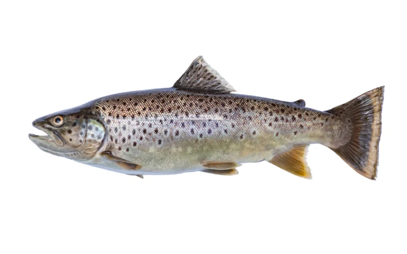 Speckled Trout